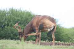 Alcelaphus buselaphus caama