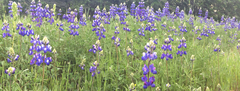 Lupinus nanus