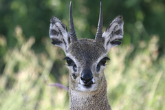 Oreotragus oreotragus transvaalensis