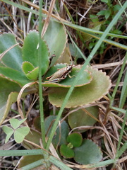 Agesander ruficornis