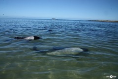 Cephalorhynchus commersonii
