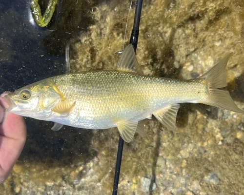 Utah chub (Gila atraria) — Cyprinidae