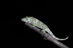 Western Bearded Anole photo 1