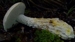 Austroboletus niveus