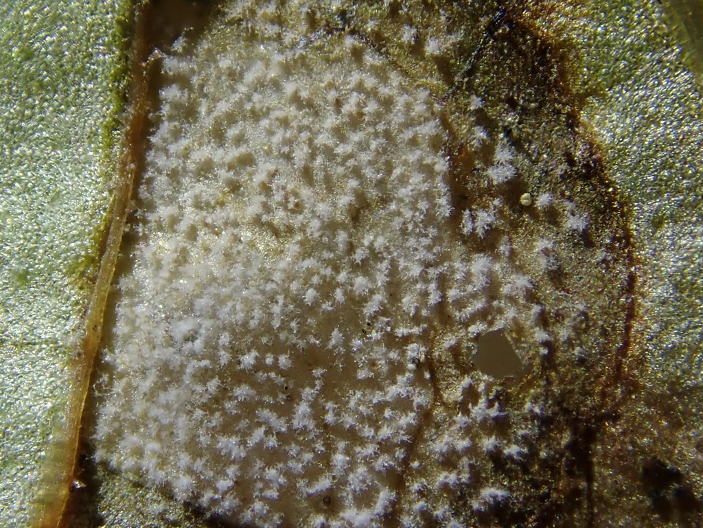 Ramularia
