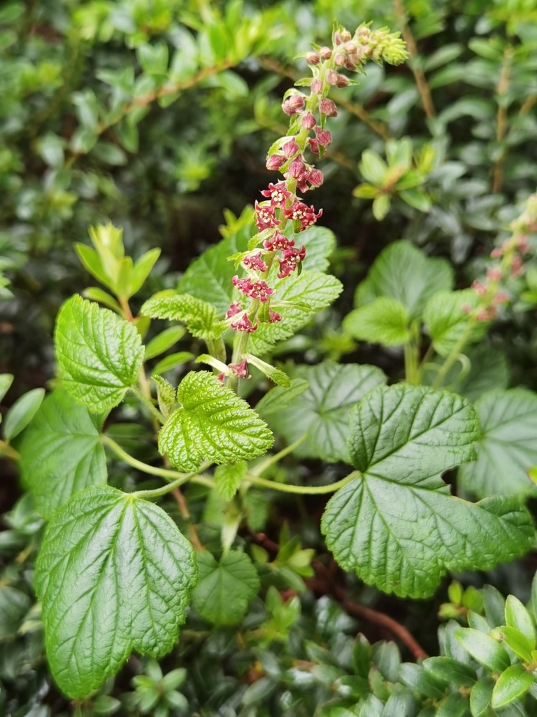 Ribes costaricensis (Ribes costaricensis)