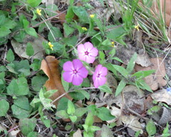 Phlox glabriflora