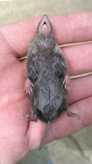 Blarina carolinensis