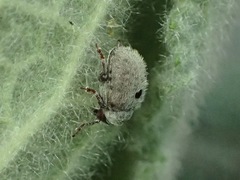 Cionus olens