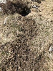 Marmota marmota
