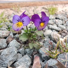 Viola × wittrockiana