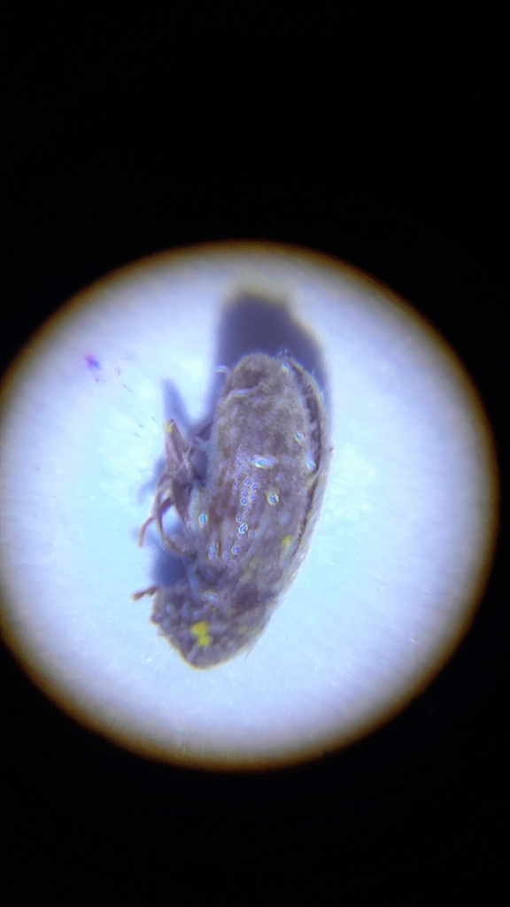 Drugstore beetle (Stegobium paniceum)