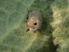 Cionus olens