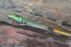 Platysaurus intermedius