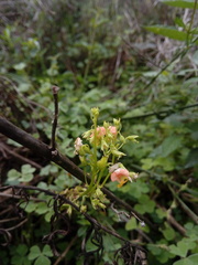 Alonsoa meridionalis
