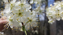 Prunus salicina