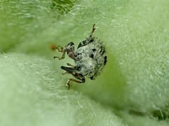 Cionus olens
