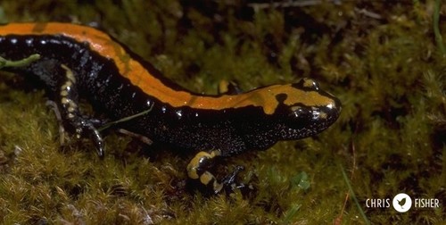 Long-toed Salamander
