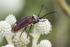 Basiptera castaneipennis