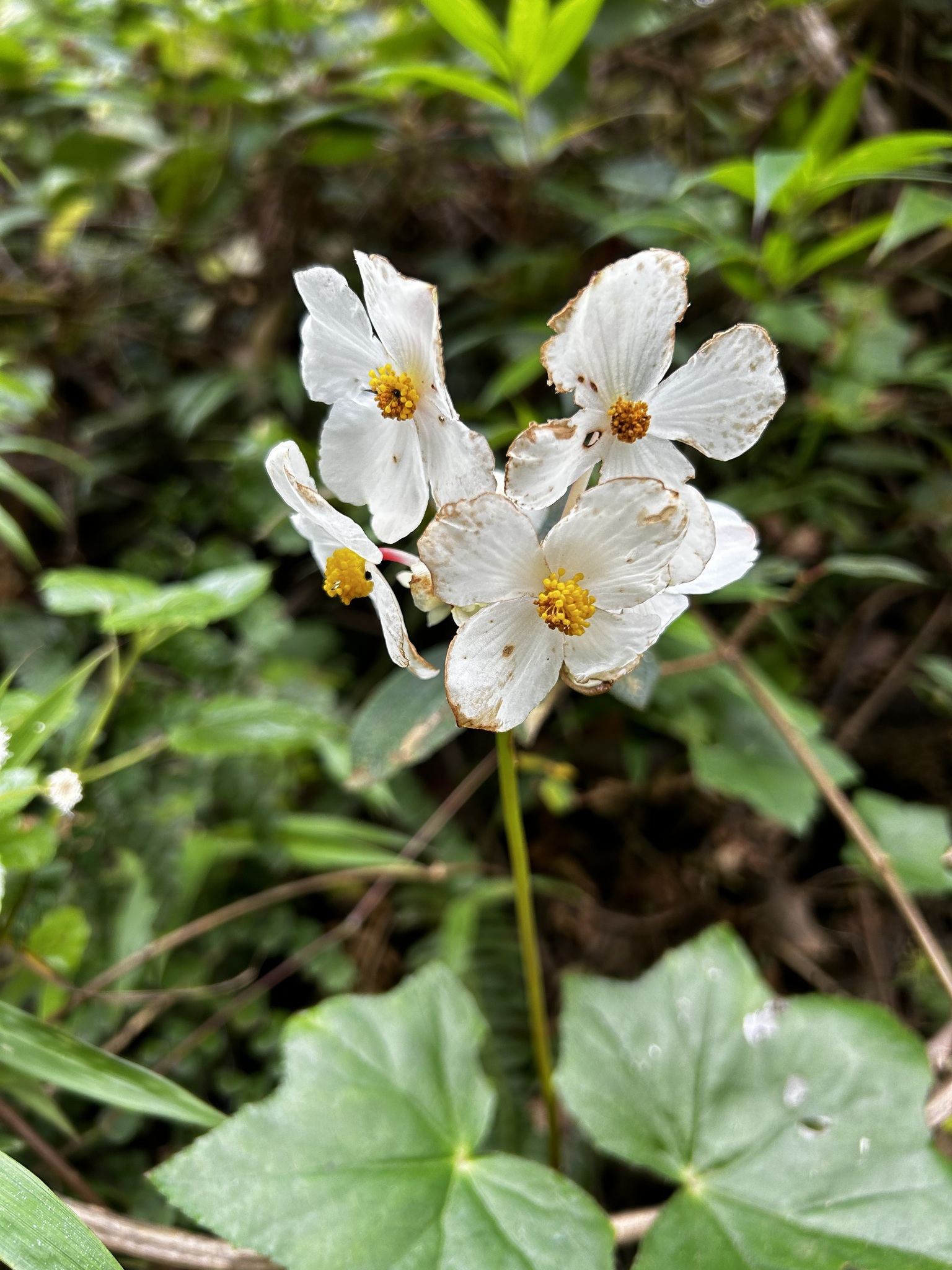 Begonia image