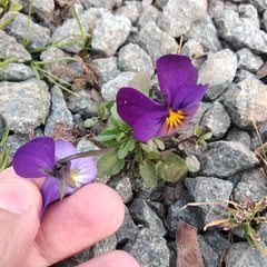 Viola × wittrockiana