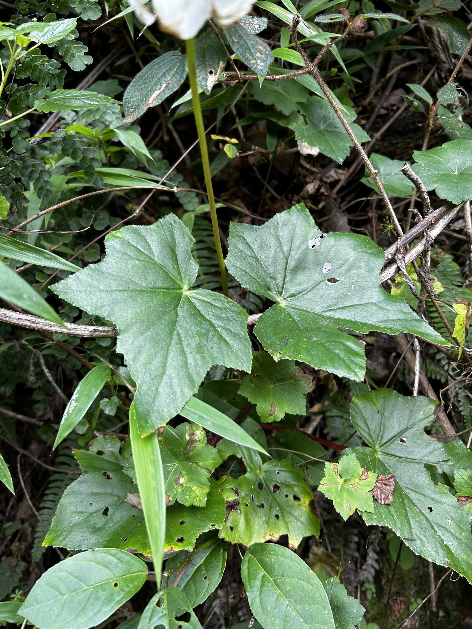 Begonia image