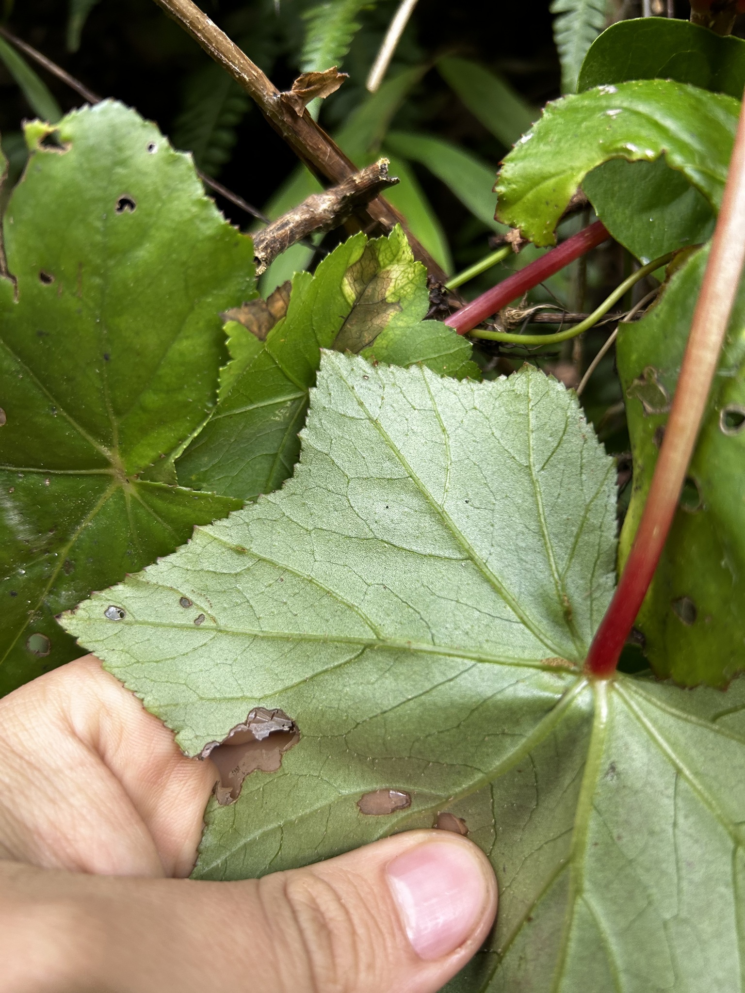 Begoniaceae image