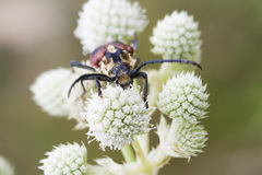Basiptera castaneipennis
