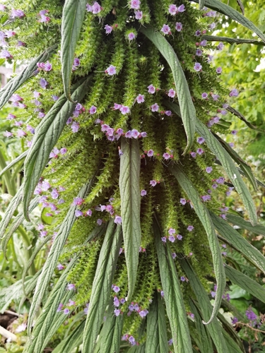 Echium pininana