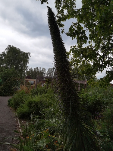 Echium pininana