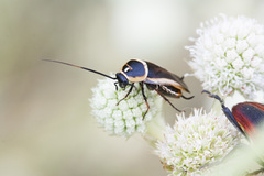 Pseudomops neglectus