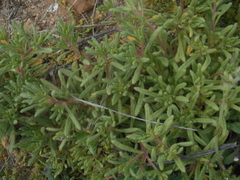 Mesembryanthemum nodiflorum