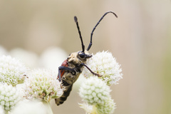 Basiptera castaneipennis