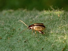 Longitarsus nigrofasciatus