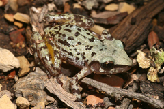 Eleutherodactylus longipes
