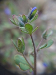 Veronica triphyllos
