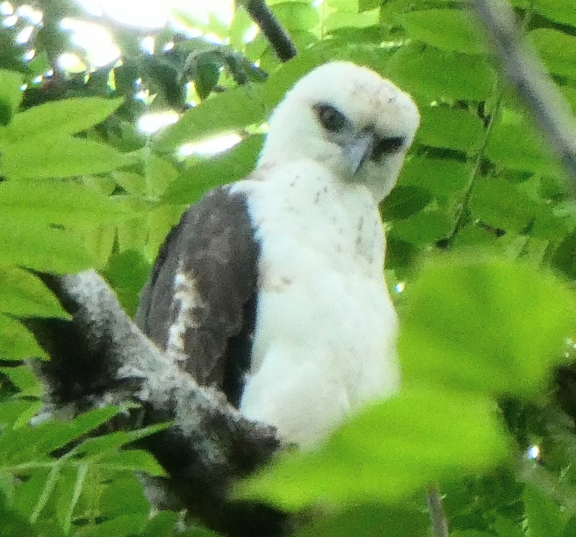 Sulawesi Hawk-Eagle (Nisaetus lanceolatus), photo 6