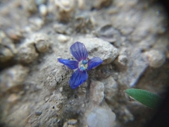 Veronica triphyllos