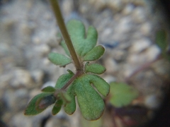 Veronica triphyllos