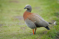 Ashy-Headed Goose photo 1
