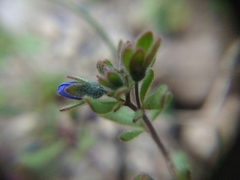Veronica triphyllos