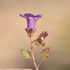 Phacelia pulchella gooddingii