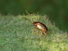 Longitarsus nigrofasciatus