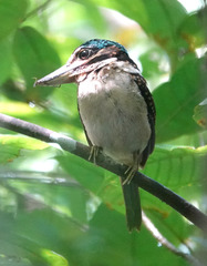 Hook-Billed Kingfisher photo 4