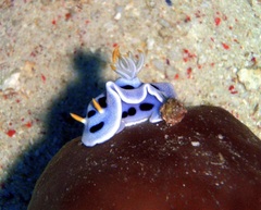 Chromodoris alcalai