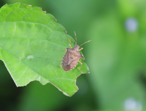 Brown stink bug