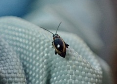 Longitarsus dorsalis