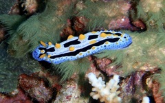 Phyllidia coelestis