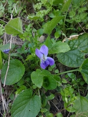 Viola suavis