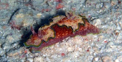 Glossodoris acosti